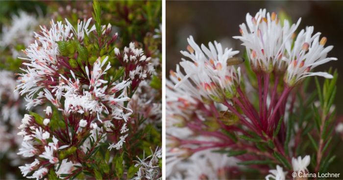 White flowered form of Agathosma ciliata 