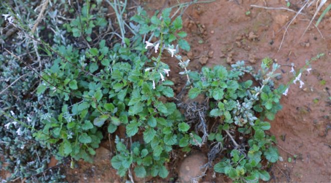 Salvia obtusata in flower in habitat