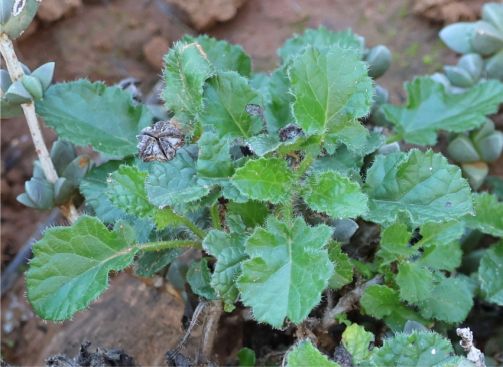Leaves of Salvia obtusata