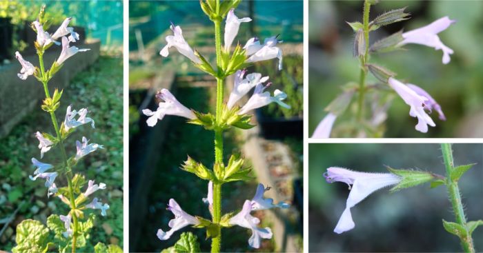 Inflorescence and flowers of Salvia obtusata