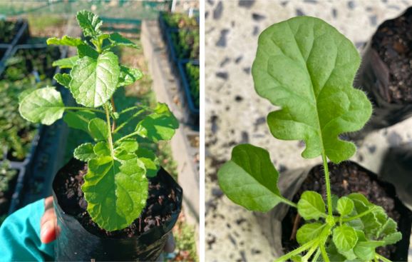Potted plant showing a leaf
