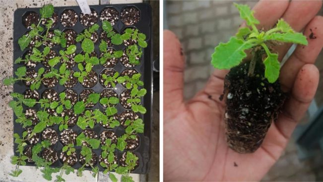 Rooted cuttings