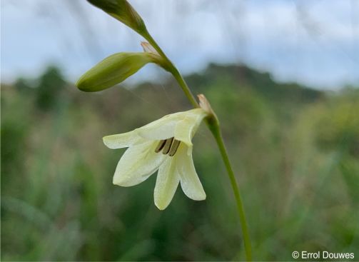 Tritonia gladiolaris 