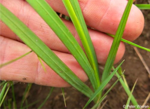Leaves with clearly visible midvein and lateral veins