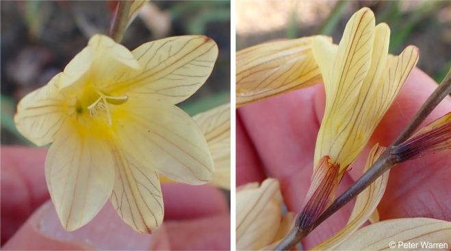 Yellow flowers with dark veins and brown bracts