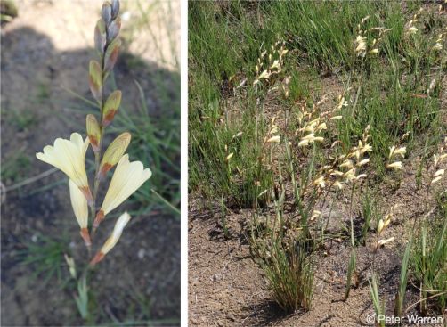 Tritonia gladiolaris in flower in habitat