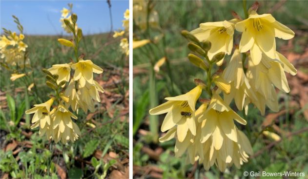 Tritonia gladiolaris in flower in habitat