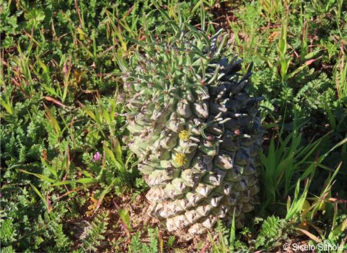 Euphorbia schoenlandii  