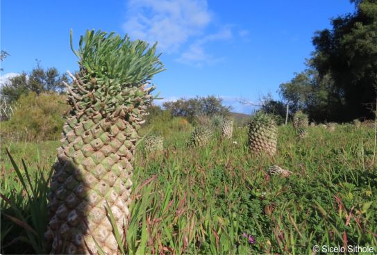 Euphorbia schoenlandii growing in the Karoo NBG