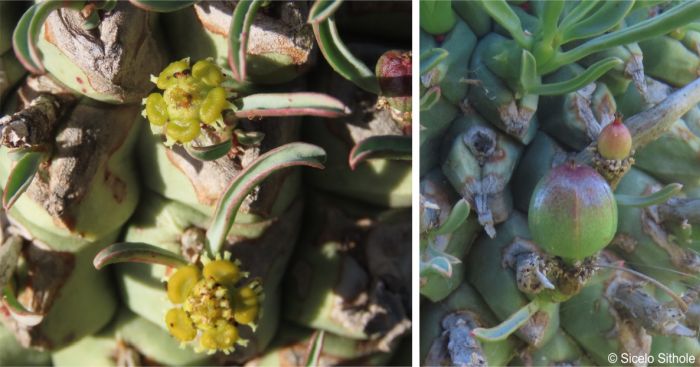 Cyathia (left) and fruit (right)