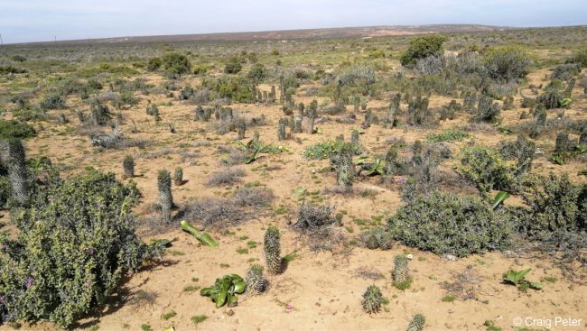 Euphorbia schoenlandii in habitat