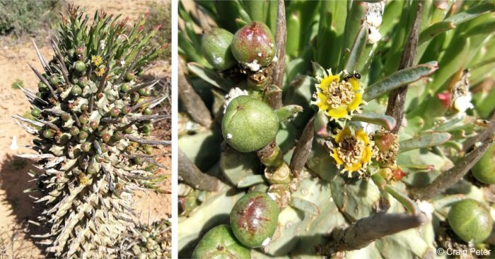 Euphorbia schoenlandii in flower and fruit in habitat, note the ants feeding on the flowers