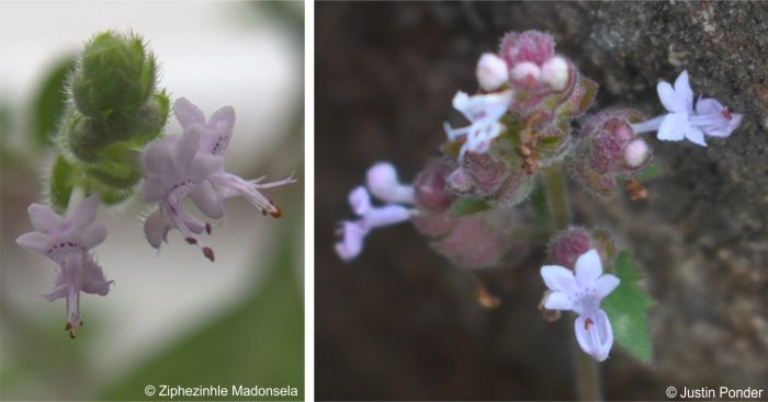 Inflorescence and flowers of Aeollanthus buchnerianus 