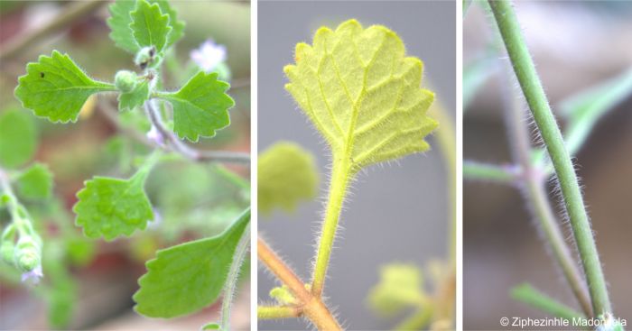 Upper and lower leaf surface and hairy stems