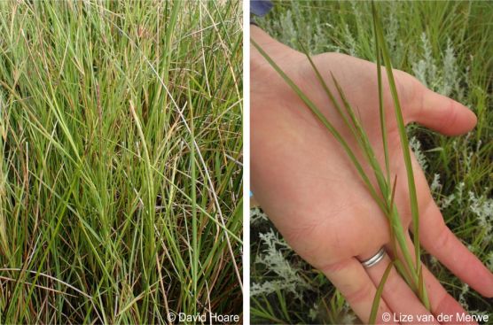 Hemarthria altissima habit