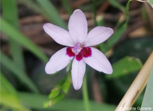 Freesia laxa subsp. azurea 