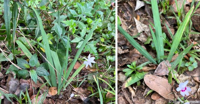 Freesia laxa subsp. azurea plant in habitat, showing leaves