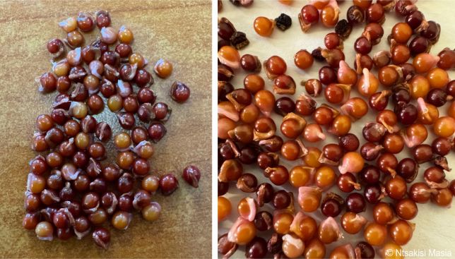 Freesia laxa subsp. azurea seeds