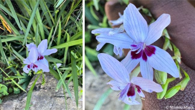 Freesia laxa subsp. azurea plant in habitat