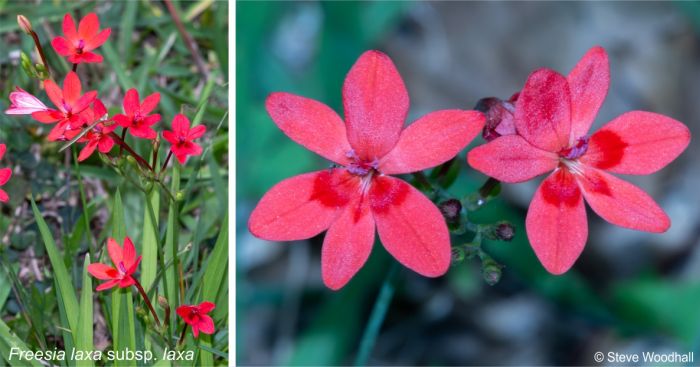 Freesia laxa subsp. laxa