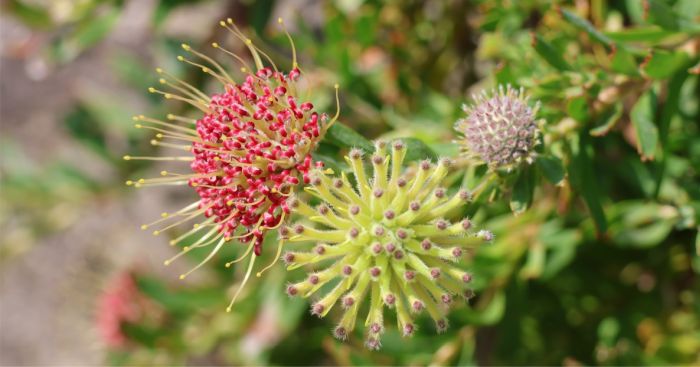 Leucospermum heterophyllum 