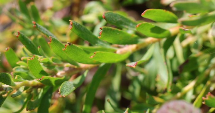 Leaves of Leucospermum heterophyllum 