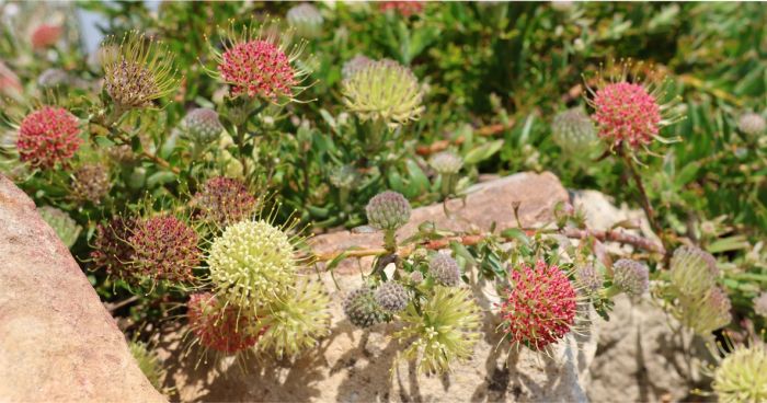 Flowerheads start greenish cream to yellow and mature to crimson
