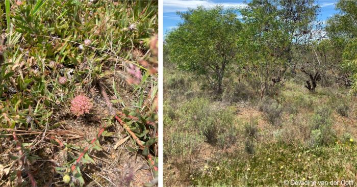 Leucospermum heterophyllum in habitat with invading Australian acacias