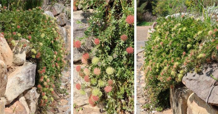 Leucospermum heterophyllum cascading over rock retaining walls at Kirstenbosch NBG