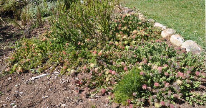 Leucospermum heterophyllum growing in Kirstenbosch NBG