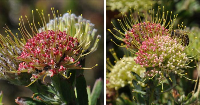 Flowers are visited by bees, ants and beetles in Kirstenbosch NBG