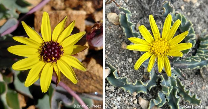 Bright yellow daisies with yellow or dark purple centres
