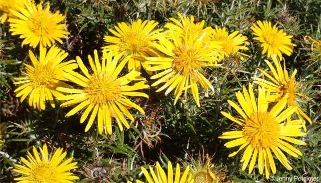 Berkheya angustifolia
