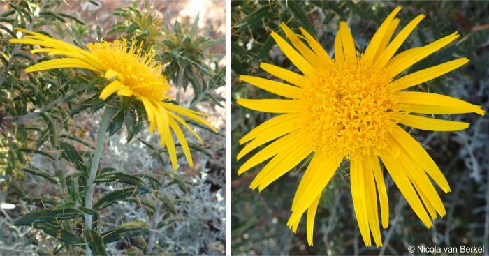 Large yellow daisy-like flower heads