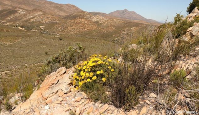 Berkheya angustifolia in flower in habitat