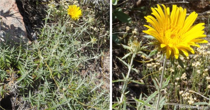 Plant showing sprawling shrubby habit and flowering stems