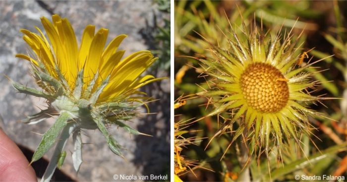 Underside of a flower head (left) and developing seeds (right)