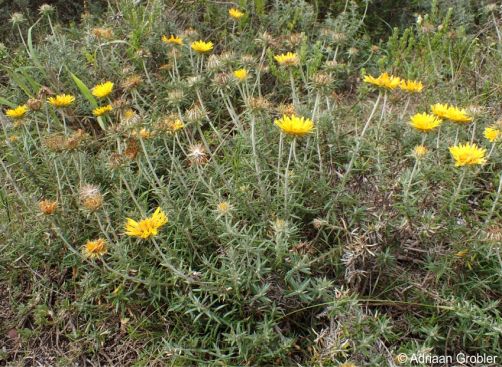 Multistemmed shrubby plant very showy in flower