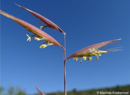 Monocymbium ceresiiforme inflorescence