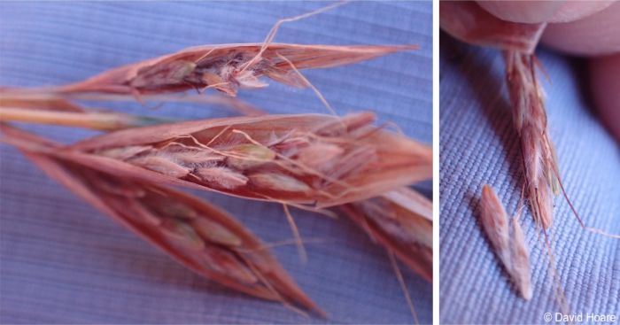 Spikelets