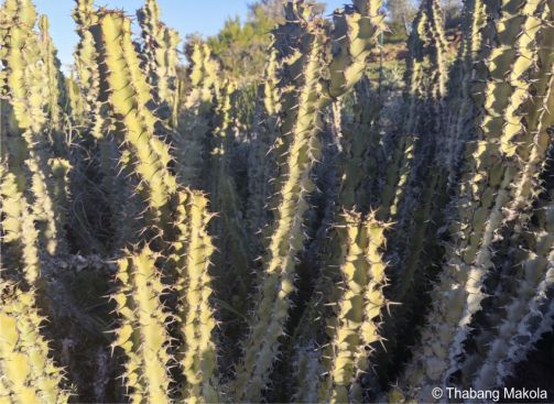 Euphorbia radyeri, soetnoors 