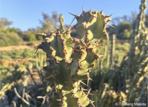 Euphorbia radyeri growing in the Karoo NBG