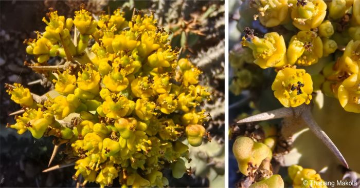 Euphorbia radyeri in flower in the Karoo NBG