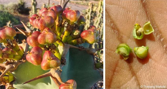 Euphorbia radyeri in fruit in the Karoo NBG