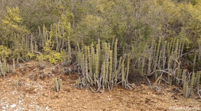 Euphorbia radyeri in habitat