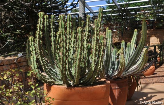 Euphorbia radyeri in a container in the arid house, Kirstenbosch NBG