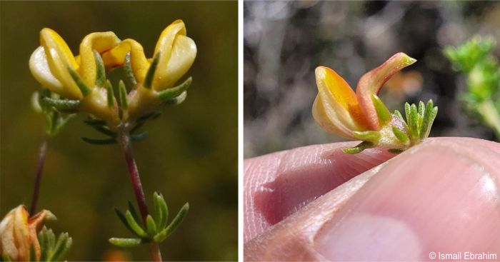 Aspalathus amoena flower close-up