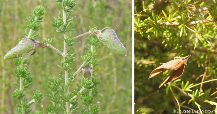 Aspalathus amoena fruit
