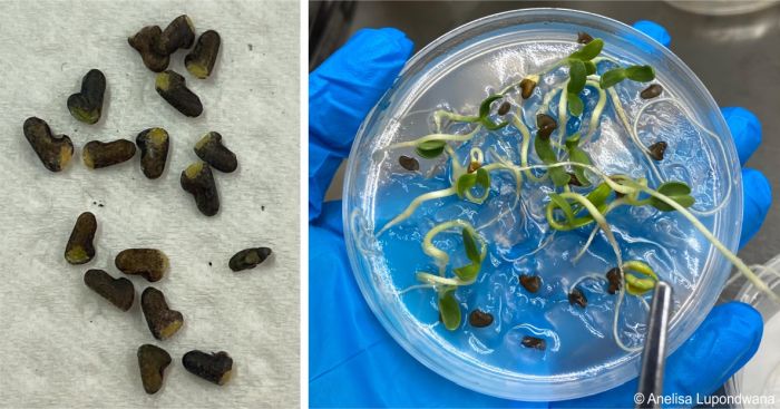 Aspalathus amoena seeds germinating