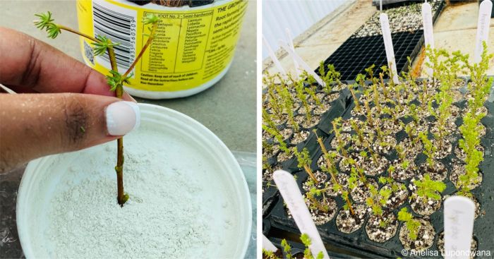 Aspalathus amoena cuttings